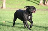 CANE CORSO 1349